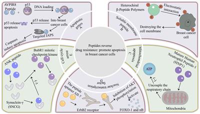 The role of peptides in reversing chemoresistance of breast cancer: current facts and future prospects